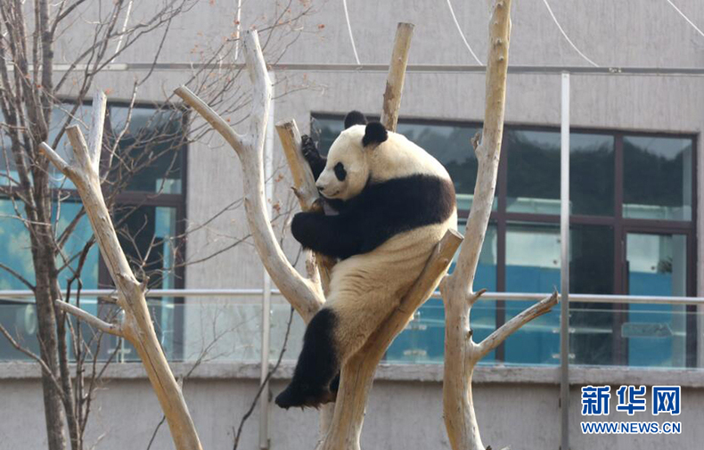 瀋陽：大熊貓享受初春暖陽 憨態可掬惹人愛