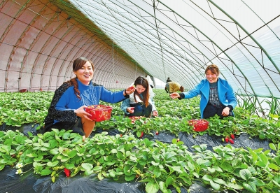 【河南好項目-圖片】草莓種植助脫貧
