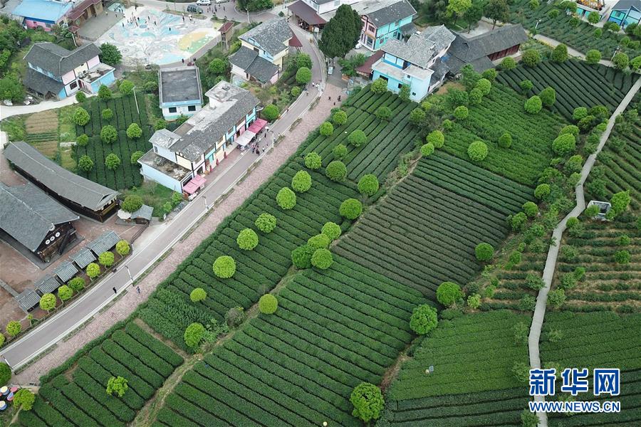 贵州湄潭：绿浪淘心 茶富万民