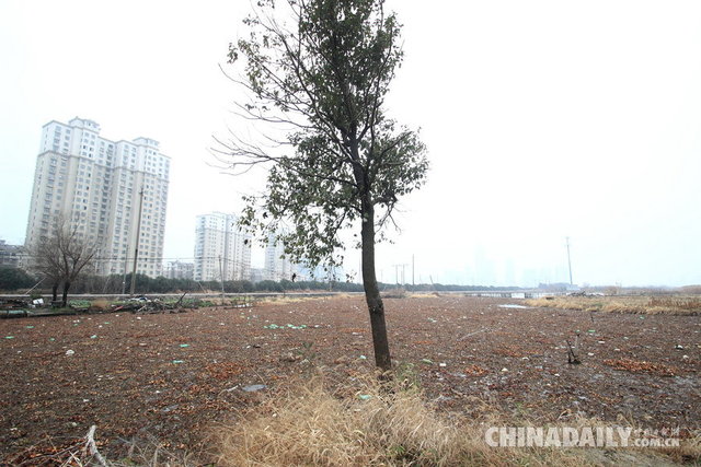 绍兴：水葫芦残枝泛滥市区湖泊