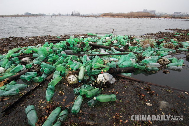 紹興：水葫蘆殘枝氾濫市區湖泊