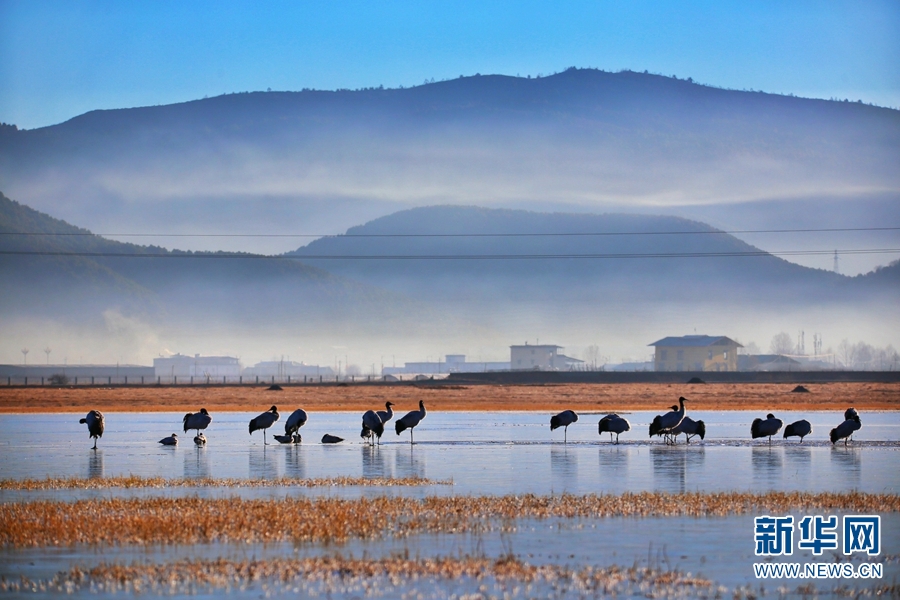 云南香格里拉：鹤舞晨光里 翩跹灵动如诗如画