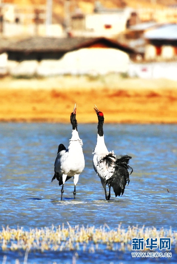 云南香格里拉：鹤舞晨光里 翩跹灵动如诗如画