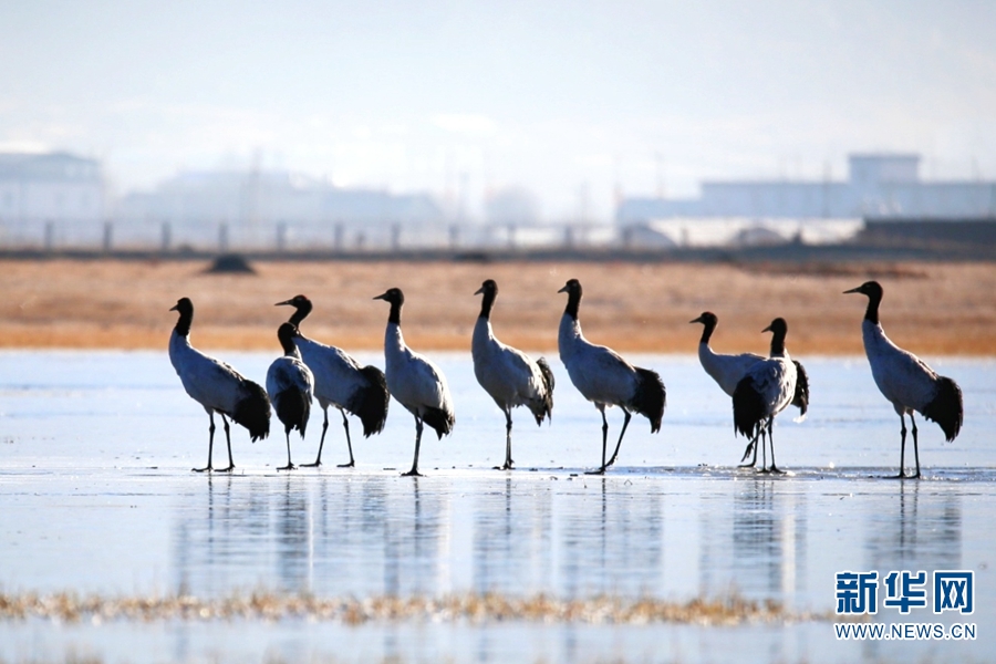 云南香格里拉：鹤舞晨光里 翩跹灵动如诗如画