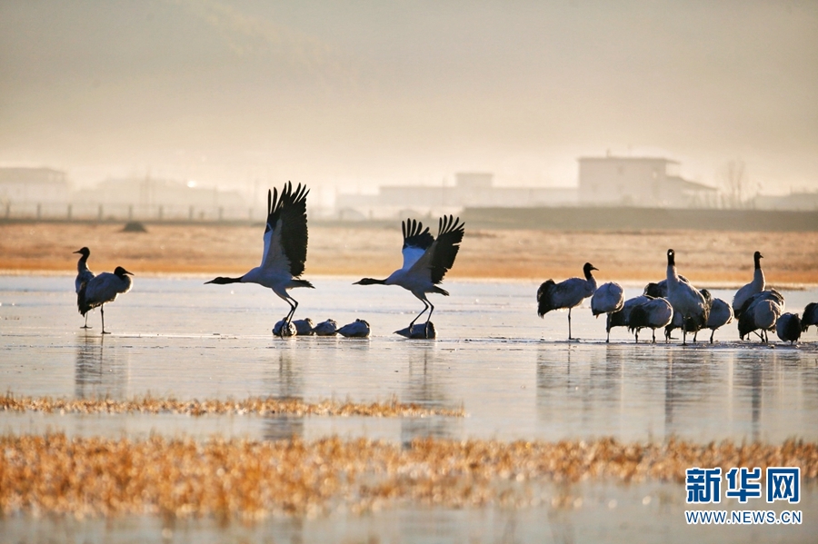 云南香格里拉：鹤舞晨光里 翩跹灵动如诗如画