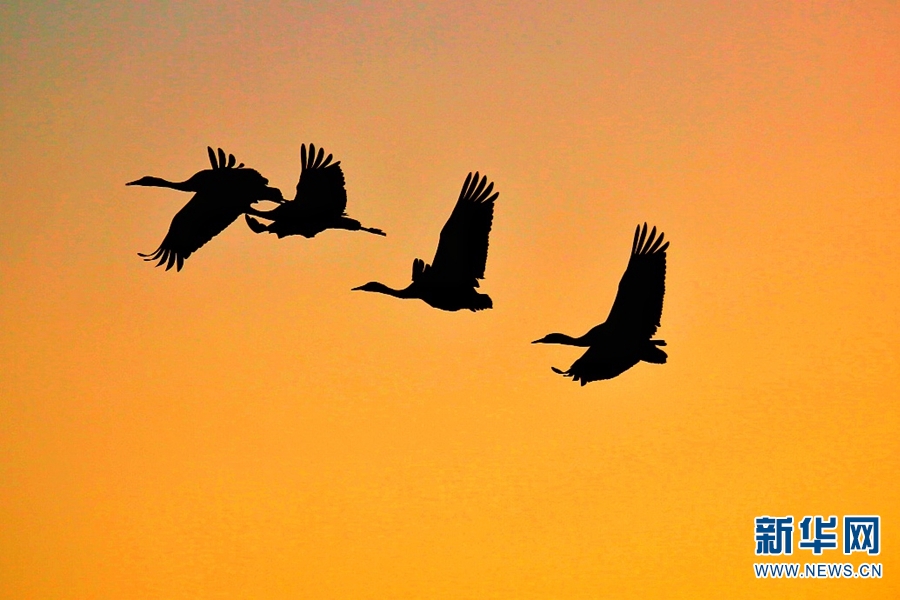 云南香格里拉：鹤舞晨光里 翩跹灵动如诗如画