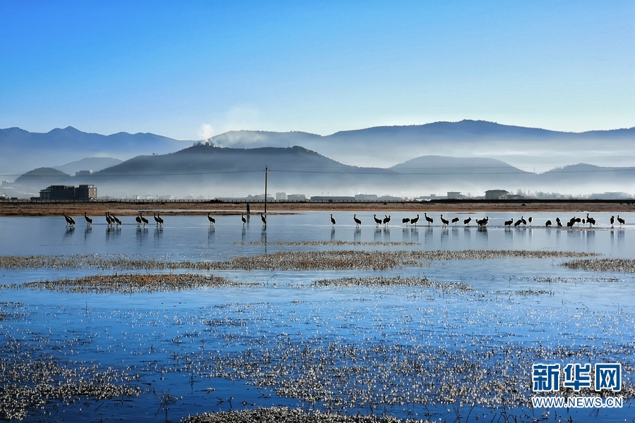 云南香格里拉：鹤舞晨光里 翩跹灵动如诗如画