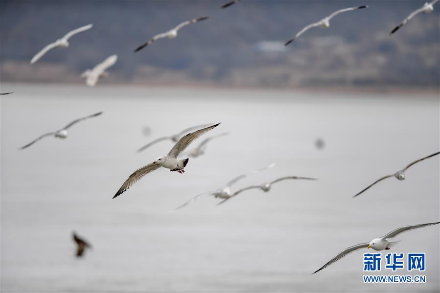 吉林珲春：候鸟迁徙停歇站