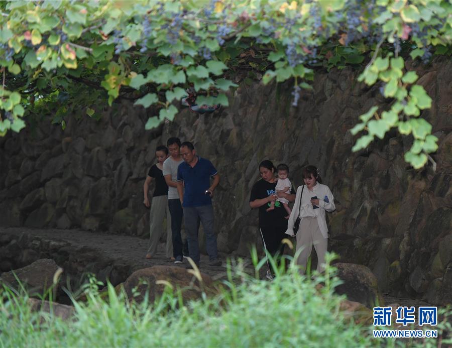 福建福安：葡萄熟了 游客来了 畲乡富了