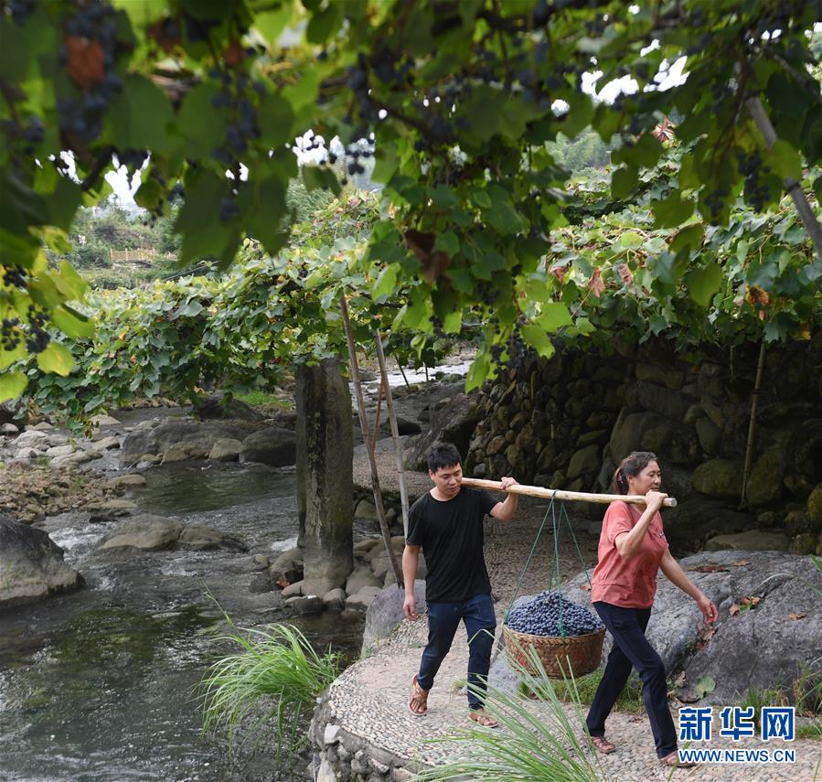 福建福安：葡萄熟了 游客来了 畲乡富了