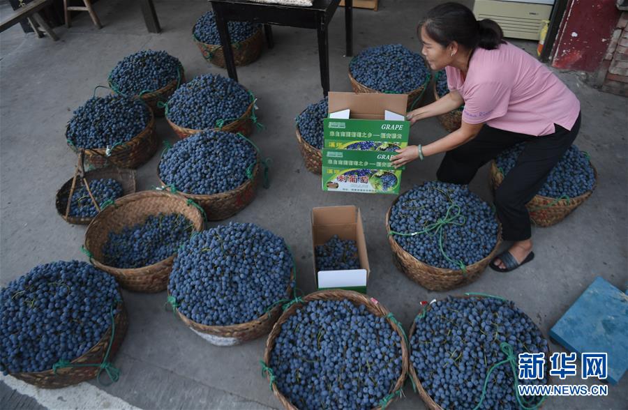 福建福安：葡萄熟了 游客来了 畲乡富了