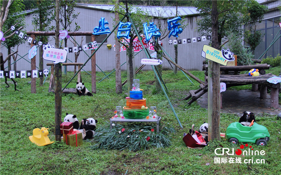 大熊猫宝宝过生日啦_fororder_1
