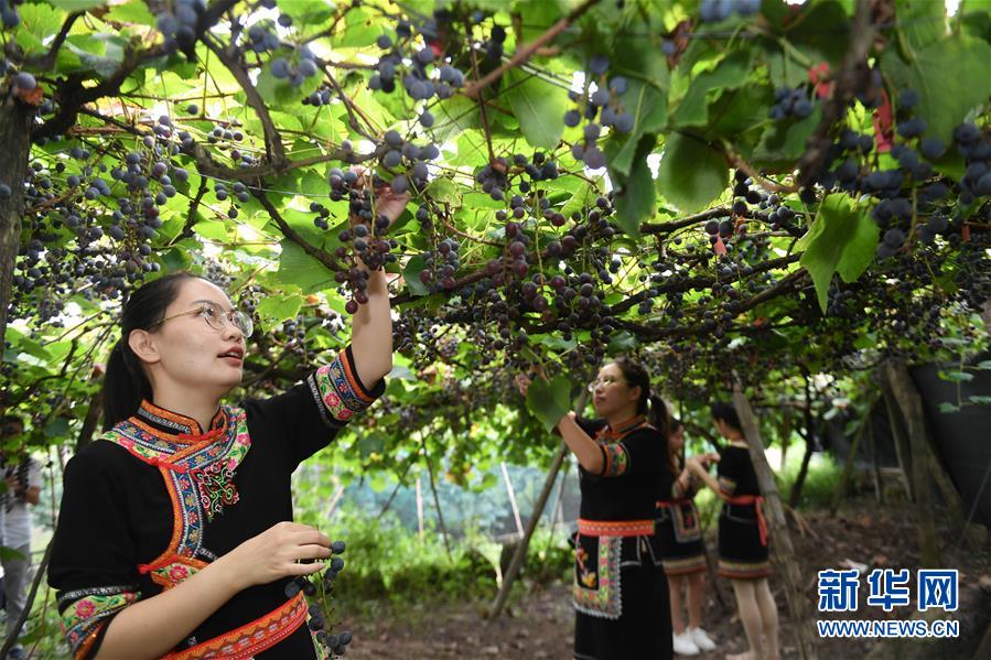 福建福安：葡萄熟了 游客来了 畲乡富了