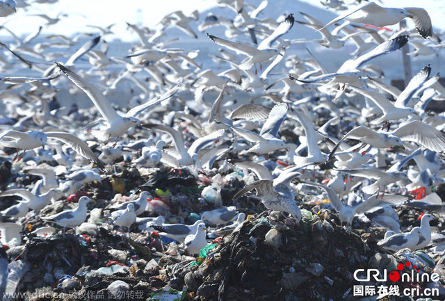 大连数万海鸥垃圾场觅食场面壮观 大连数万海鸥垃圾场觅食场面壮观