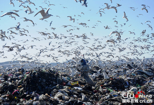大连数万海鸥垃圾场觅食场面壮观 大连数万海鸥垃圾场觅食场面壮观