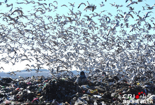 大连数万海鸥垃圾场觅食场面壮观 大连数万海鸥垃圾场觅食场面壮观