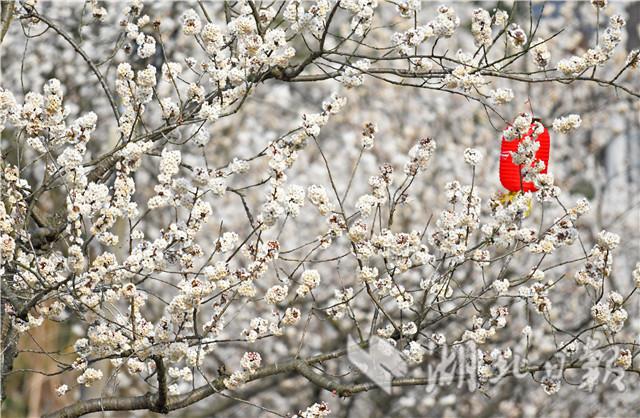 湖北宜昌：漫山樱桃花开白如雪