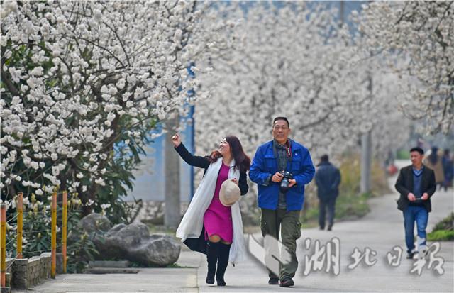 湖北宜昌：漫山樱桃花开白如雪