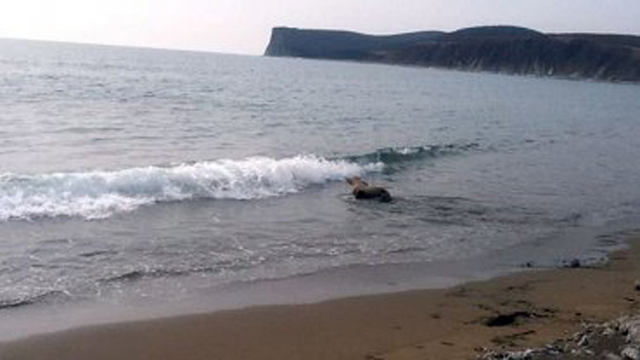 小海獅在森林中迷路 幸遇路人解救