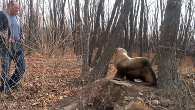 小海獅在森林中迷路 幸遇路人解救
