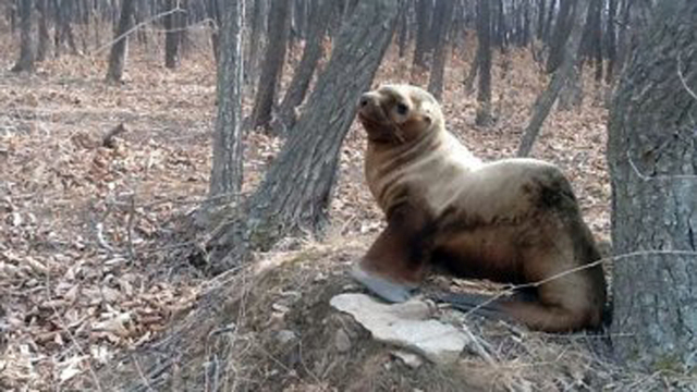 小海獅在森林中迷路 幸遇路人解救