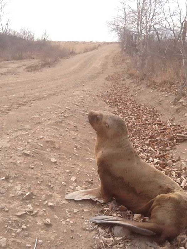 小海獅在森林中迷路 幸遇路人解救