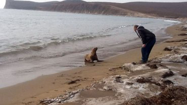 小海獅在森林中迷路 幸遇路人解救