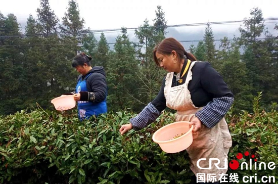 六盘水市水城县勺米镇：3200亩茶叶盛产  成为村里的“摇钱树”