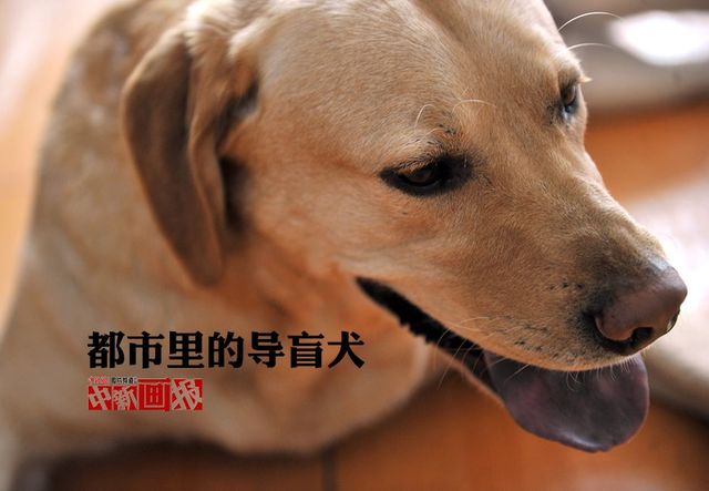 都市裏的導盲犬 為盲人重燃希望