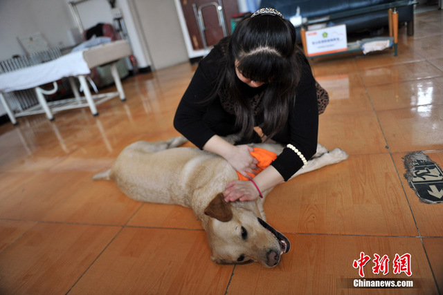 都市裏的導盲犬 為盲人重燃希望