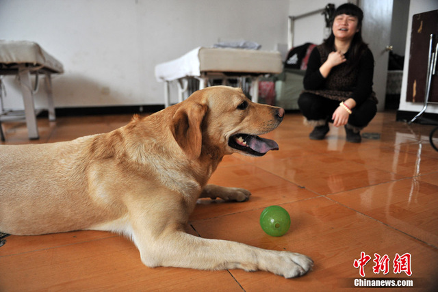 都市裏的導盲犬 為盲人重燃希望