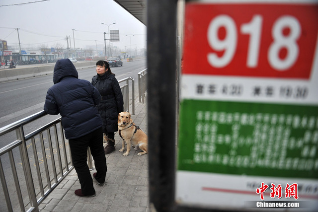 都市裏的導盲犬 為盲人重燃希望