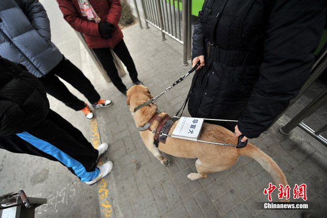 都市裏的導盲犬 為盲人重燃希望