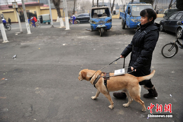 都市裏的導盲犬 為盲人重燃希望