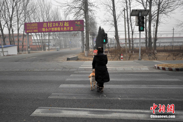 都市裏的導盲犬 為盲人重燃希望