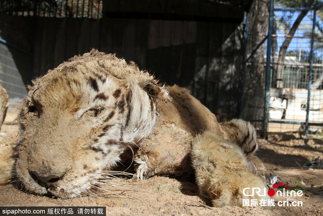 戰火中的加沙動物園 遍地動物屍體觸目驚心