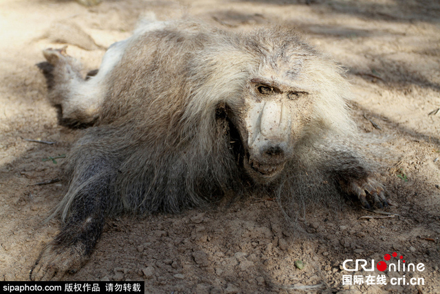 戰火中的加沙動物園 遍地動物屍體觸目驚心