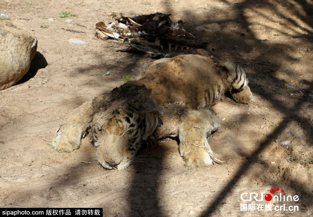 戰火中的加沙動物園 遍地動物屍體觸目驚心