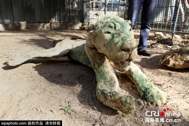 戰火中的加沙動物園 遍地動物屍體觸目驚心
