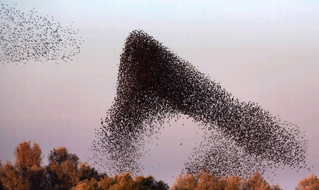以色列灰椋鳥空中群舞 場面壯觀