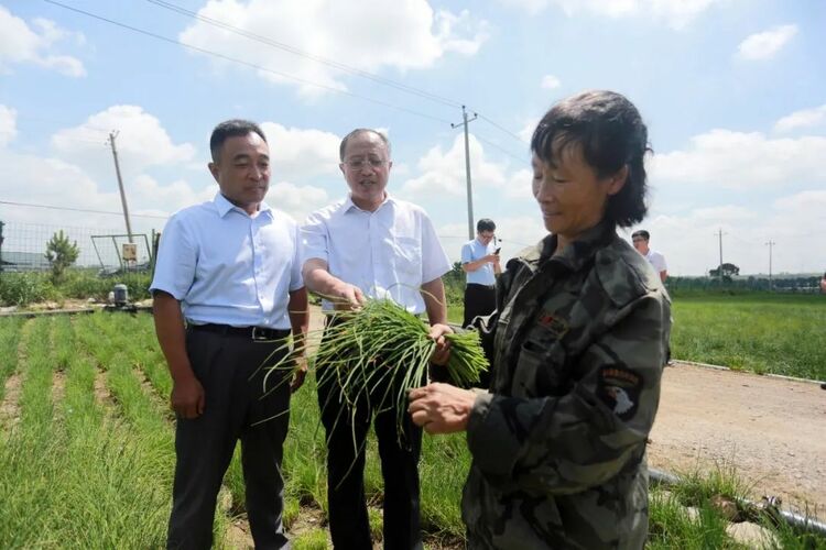 右玉小香蔥：走出國門 富了農戶