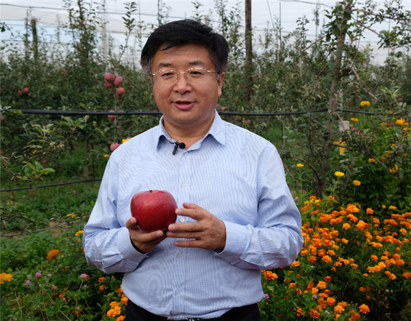 （有修改）（已改）（备注：生产示范基地认证、苹果基地县 附延安政府官网链接）【A  加急】延安市洛川县委书记王明智：小苹果奋斗出的幸福大生活