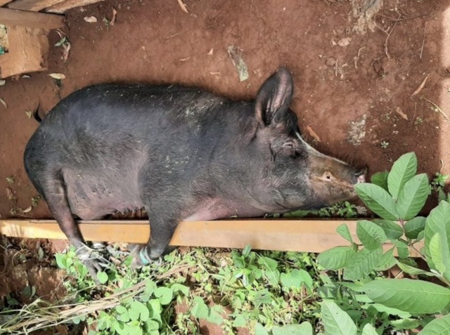 缅甸北部掸邦克钦邦等地出现猪瘟疫情