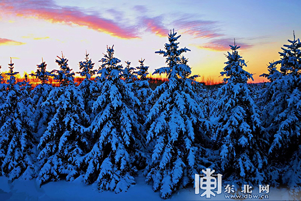 太平溝國家級自然保護區現“紅裝素裹”冬日美景