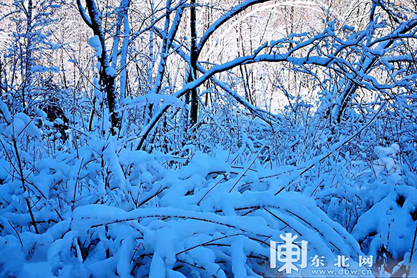 太平沟国家级自然保护区现“红装素裹”冬日美景