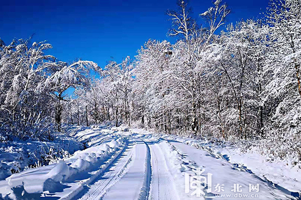 太平沟国家级自然保护区现“红装素裹”冬日美景