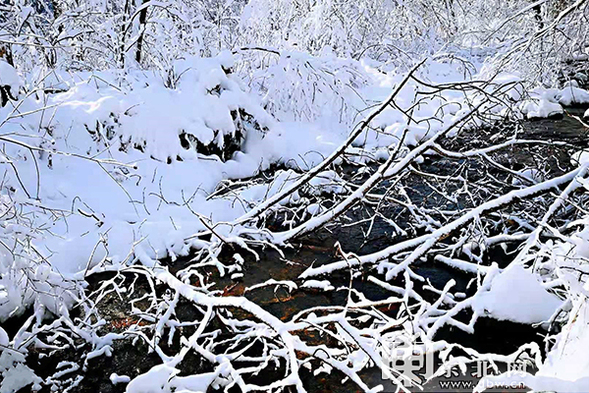 太平溝國家級自然保護區現“紅裝素裹”冬日美景