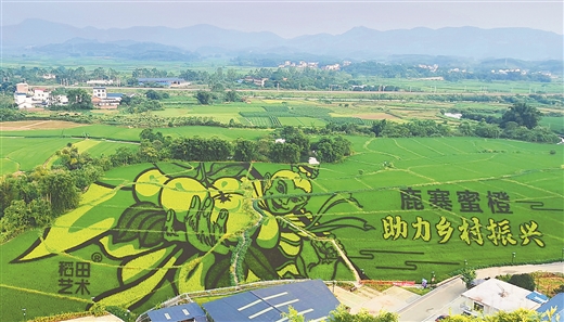 柳州鹿寨县巨型稻田艺术作品展