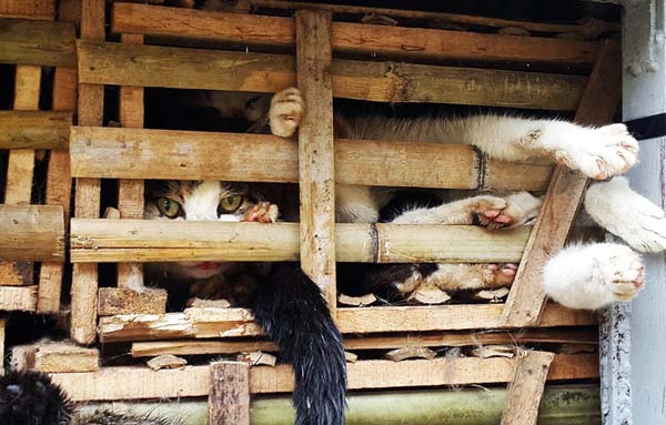 越南警方扑杀掩埋数千只走私猫 引动物保护者批评