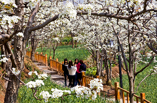 雅安汉源第八届梨花节将于3月15日启幕